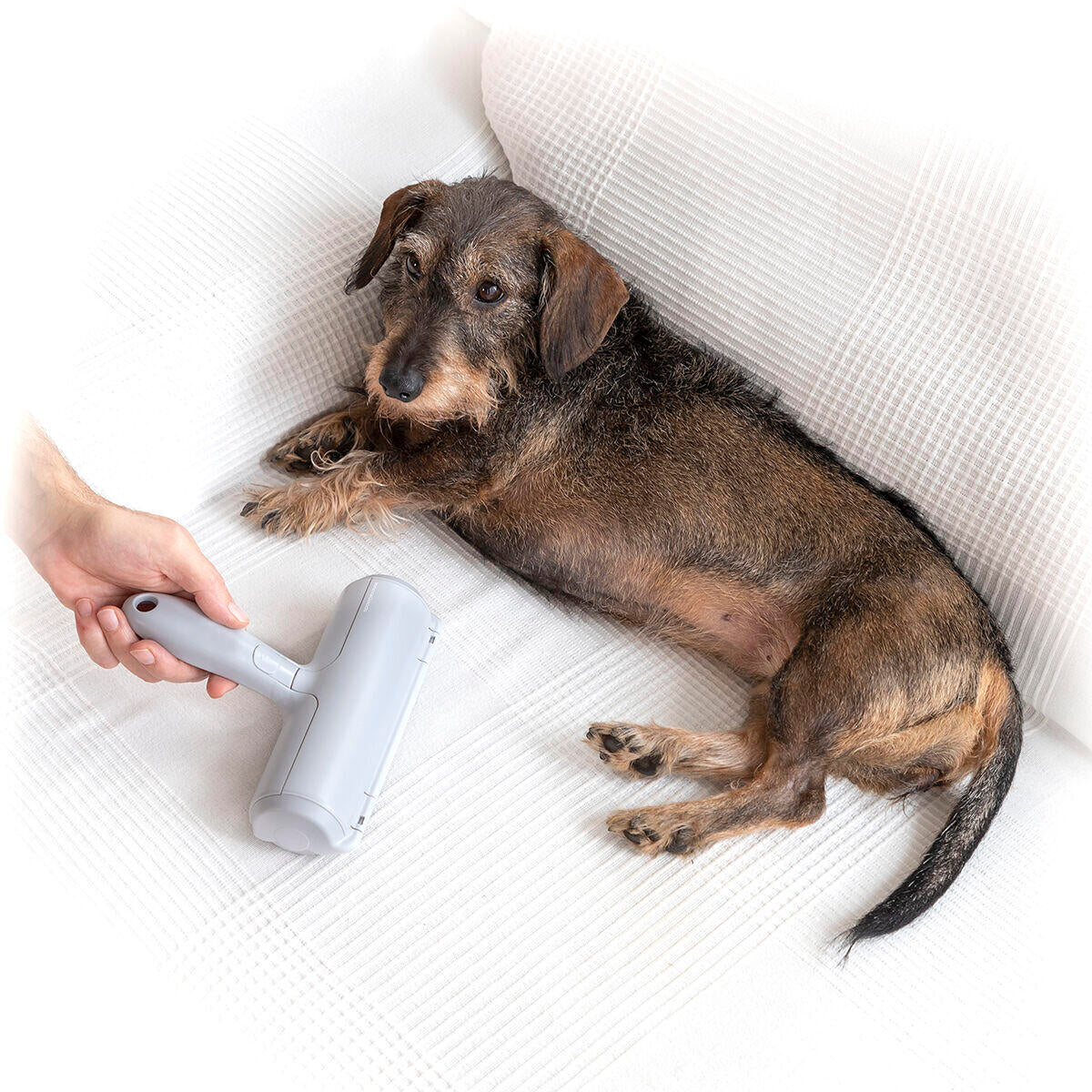 Rodillo Quitapelos para Mascotas - Oh My Dog! 🐾